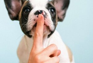 Astuce anti-aboiement de chien : les meilleurs comportements vous devez adopter, vous !