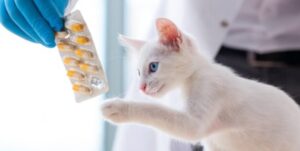 Quels sont les différents comprimés anti-puces pour chat ?