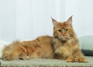 Caractère Maine Coon : ont-ils des caractéristiques comportementales inhérentes à leur race ?