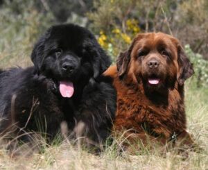Les caractéristiques physiques et comportementaux des gros chiens gentils
