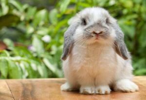 Le lapin bélier : fiche de présentation