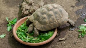 Nourriture tortue : Quel type de nourriture pour quelles tortues ?
