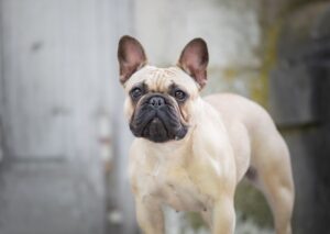 Le Bouledogue Français : une santé fragile et compliquée