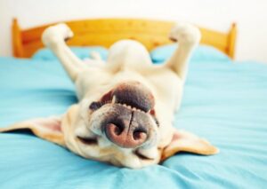 Quels sont les effets de la castration sur le chien : à court, moyen et long terme ?