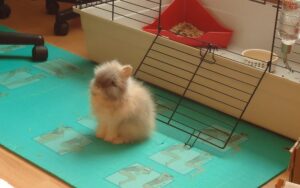 Comment éduquer un lapin : cela dépend de vos objectifs !